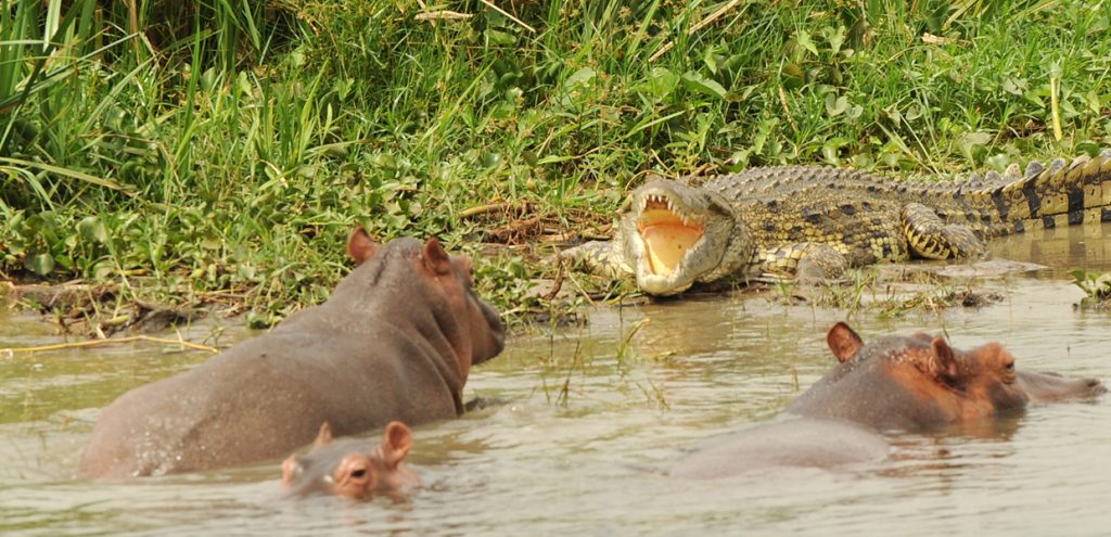 Hippo versus Nile crocodile, along Kazinga channel in Queen Elizabeth National Park, part of what to see on your Uganda Safari and Rwenzori Climbing activity