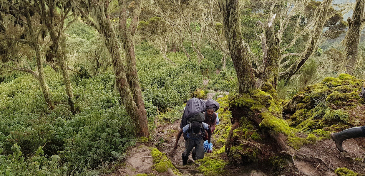 THE MOUNTAIN RWENZORI HIKING - Rojo Events and Tours.